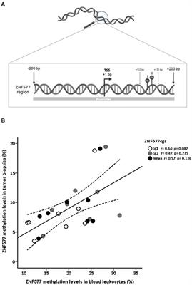 ZNF577 Methylation Levels in Leukocytes From Women With Breast Cancer Is Modulated by Adiposity, Menopausal State, and the Mediterranean Diet